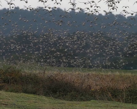 Knots in flight