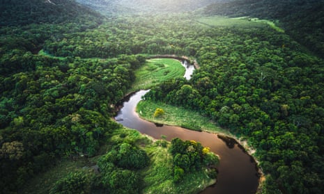 The Atlantic forest in Brazil.