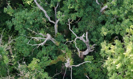 Aerial overhead view of large tree with green leaves around ancient branches and trunk