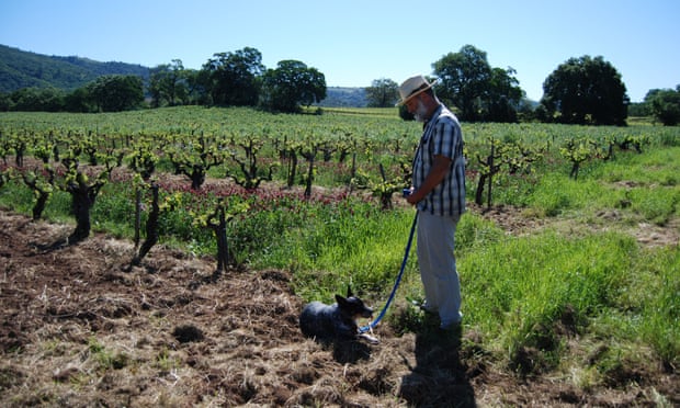 Will Bucklin at his dry-farmed vineyard Old Hill Ranch in Sonoma Valley.
