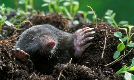 A mole pokes its head up out of the dirt