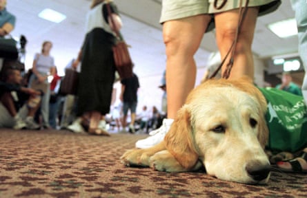 Seven-month-old golden retriever “Tim” waits patiently for his flight to Las Vegas