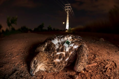 A dead Bonelli’s eagle lying on the ground at night.