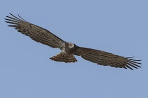 Uma águia cobra de dedos curtos voa no céu