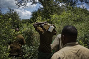 A team of wildlife veterinarians carry a 12kg GPS tracking collar as they walk through thick bush in search of an elephant to tranquilise and collar near Mikumi National Park, Tanzania.