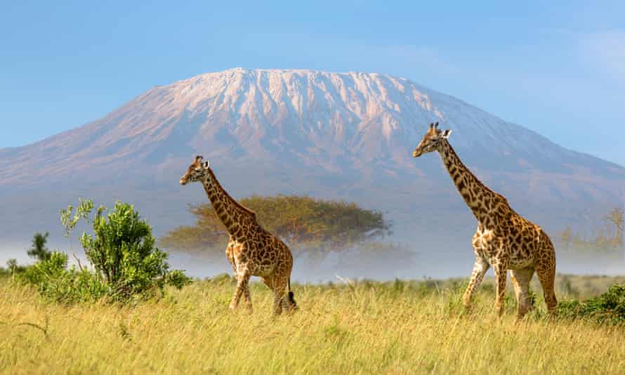 Giraffes and kilimanjaro
