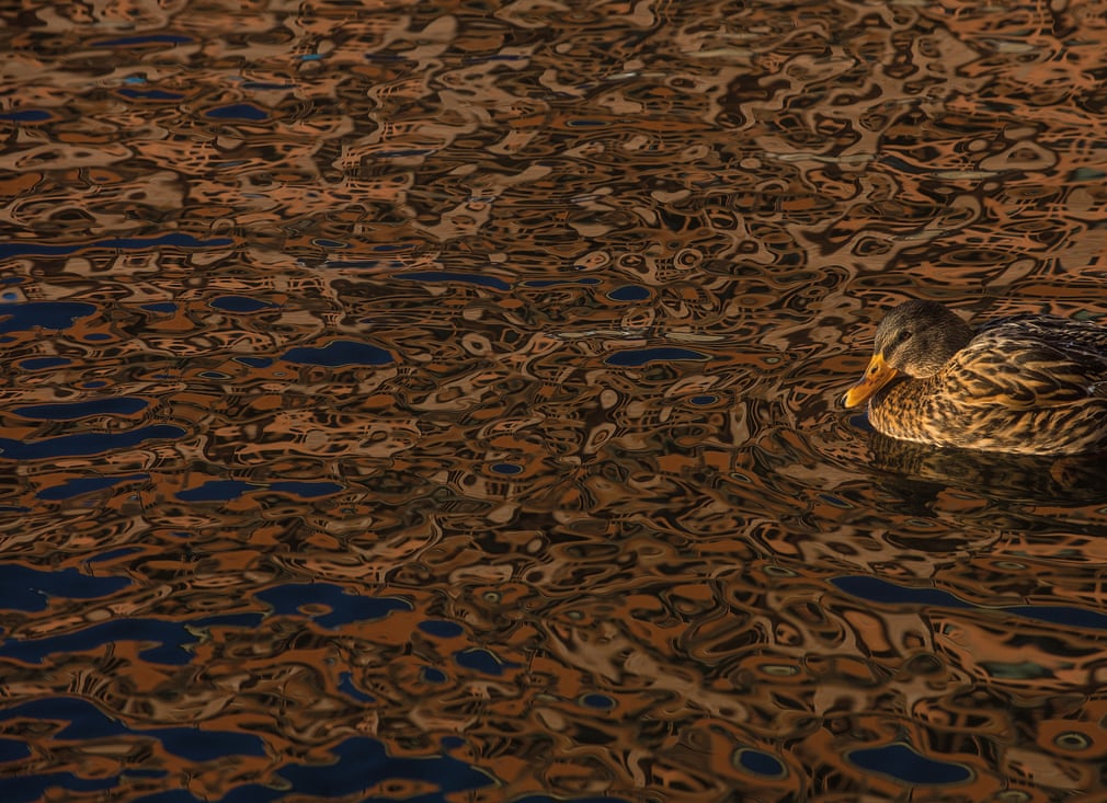ภาพ Camouflage โดยช่างภาพ Daniel Stenberg