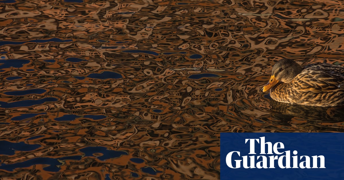 The best of the wildlife photography awards 2017 – in pictures