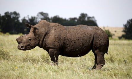 How chopping off their horns helps save rhinos from poachers, Wildlife
