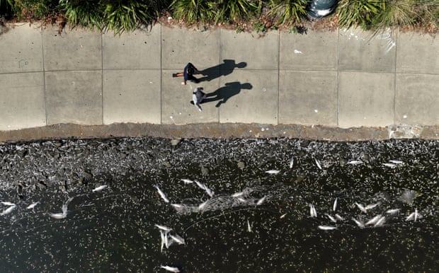 Overhead shot of two people walking on a path next to a lake that has dead fish piling up at its edges.