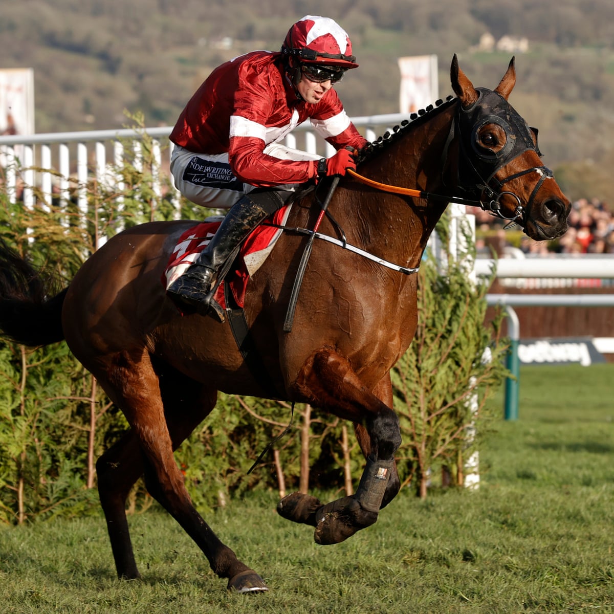 Tiger Rol You Back Tiger Roll