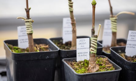 Pots hold grafted saplings, with labels showing the date of their creation.
