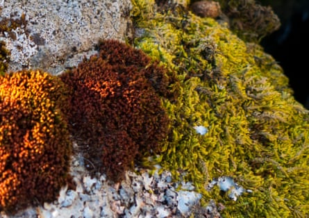 Rocks covered with lichen on Beldoo Moss