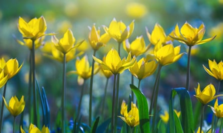 Tulipa sylvestris flowers