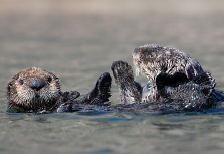 A sea otter mother and pup