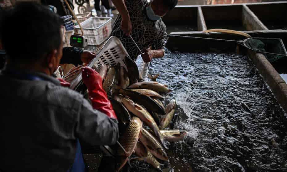 Workers unload fish at the Wuhan Baishazhou market in China’s Hubei province. Wet markets have come under scrutiny in the wake of the coronavirus outbreak.