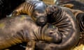 Northern elephant seals huddle together at the Pacific Marine Mammal Center's temporary field hospital in Laguna Beach, California.
