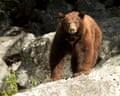 Mighty"A cinnamon coloured black bear (Ursus americanus cinammonum) standing on the granite rocks of Zumwalt Meadow in Kings Canyon National Park, California."