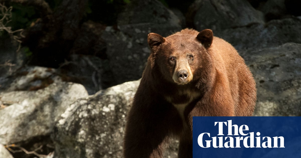 Dog dies trying to protect northern California couple from bear attack