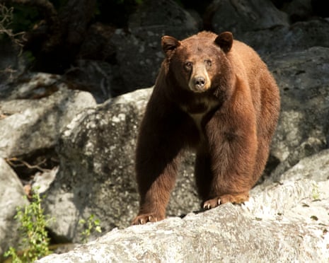A file photograph of a cinnamon colored black bear in Kings Canyon National Park in California in 2010.