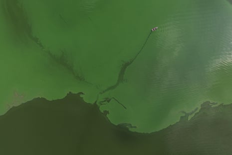 An aerial view of a green body of water with a darker green area spreading along the bottom of the image.