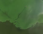Wildfire Smoke and Ash Transform Aquatic Ecosystems