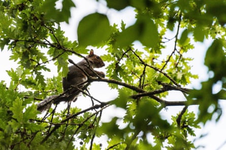 Grey squirrel in Rushmere country park