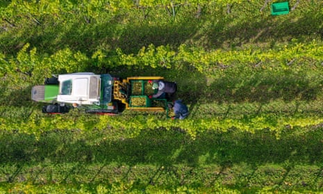 Workers harvest grapes grown at the Waitrose Farm, on the Leckford estate in Hampshire in 2020.