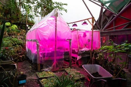 Clear tents bathed in pink light, plus plants and a wheelbarrow
