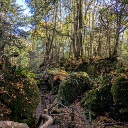 Mossy ground and trees in the Forest of Dean
