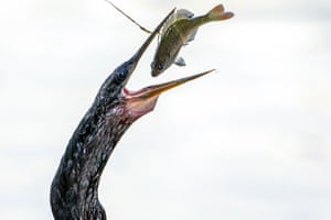 An anhinga flips a fish into a headfirst position just before swallowing it in Lake Eola Park in Orlando, Florida, US. Anhingas are known for their remarkable hunting skills and can dive up to 15 feet below the surface, using their sharp beaks to impale fish with precision