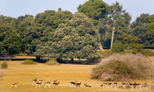 Deer in Veliki Brijun safari park.