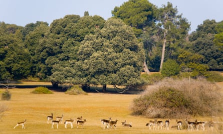 Deer in Veliki Brijun safari park.