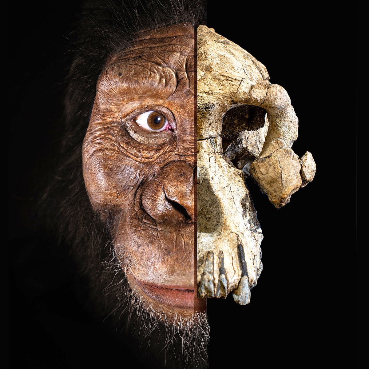 skull of humankind s oldest known ancestor discovered evolution the guardian