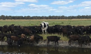 Knickers is a Holstein Friesian who stands head and shoulders above his herd.