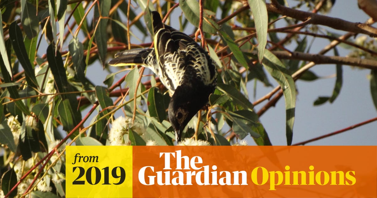 Why I'm voting No 1 regent honeyeater in the Australian bird of the