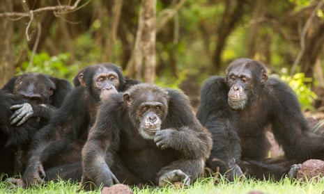 Several chimpanzees sitting close together