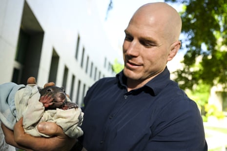 Independent senator David Pocock holds a baby possum as he speaks during a press conference addressing the Samuel review at Parliament House in Canberra, Thursday, 8 December 2022.