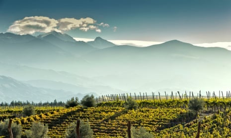 Mountain high: growing wine in the foothills of the Andes.