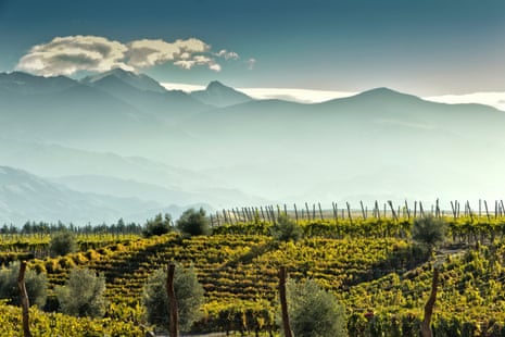 A vineyard at foot of The Andes, Mendoza, Argentina, where growers are expanding into new varieties of wines.