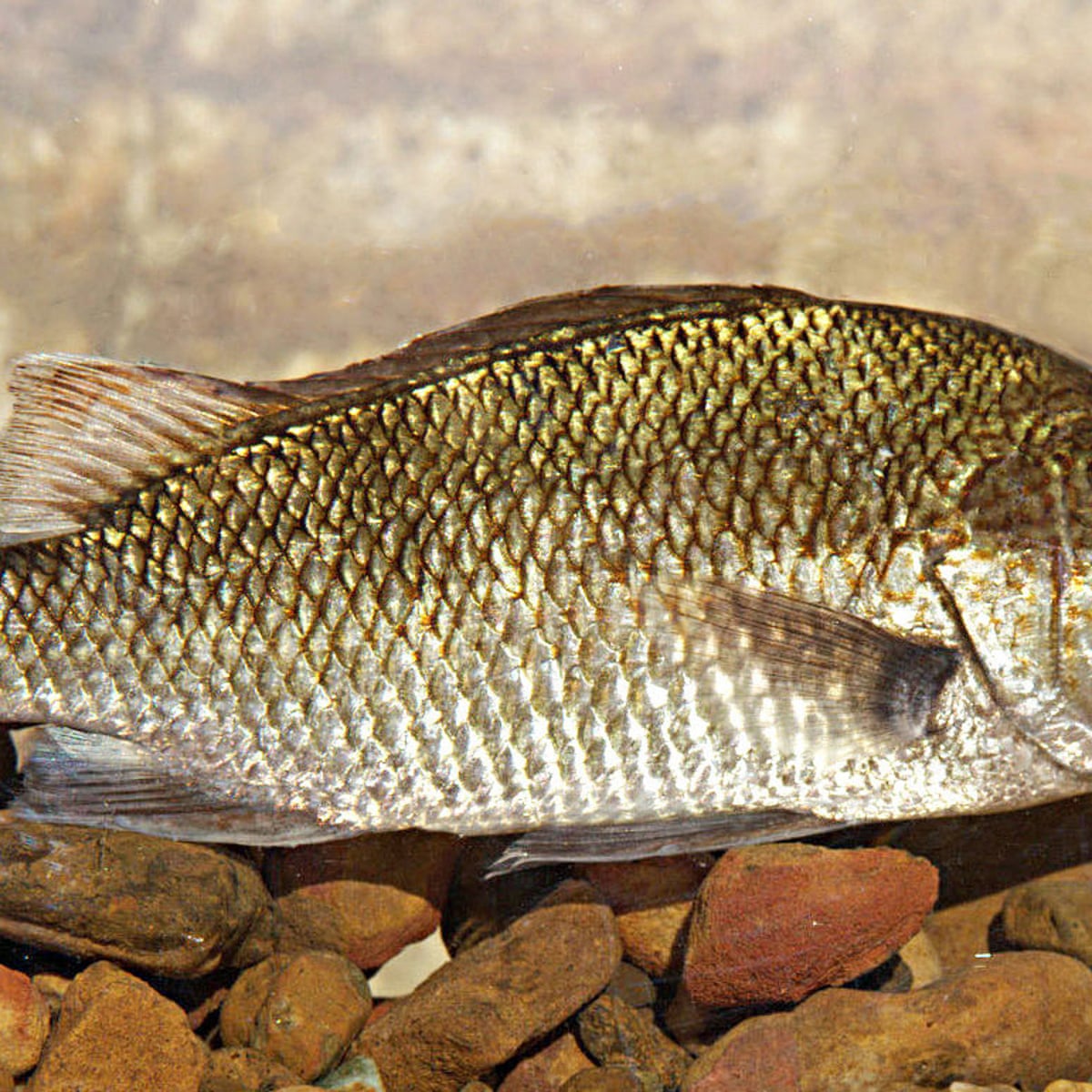 Fresh Water Fish Images With Names