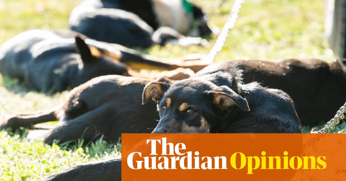 We moved to the country to give our rescued working dogs a better life | Michael Burge