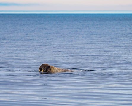 A walrus seen swimming in open water