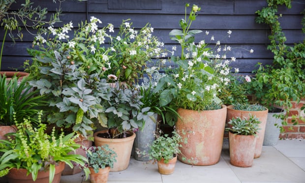 Pots of Dahlia (‘Twynings After Eight’), Nicotiana alata, Pelargonium sidoides, P. odoratissimum and Gaura.