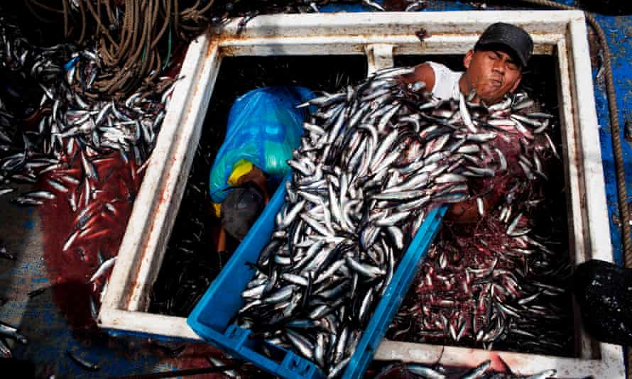 Unloading a haul of anchovies at the port of El Callao, Peru.