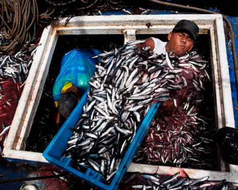 Crates of anchoveta being unloaded from a fishing boat at the port of El Callao, Peru.