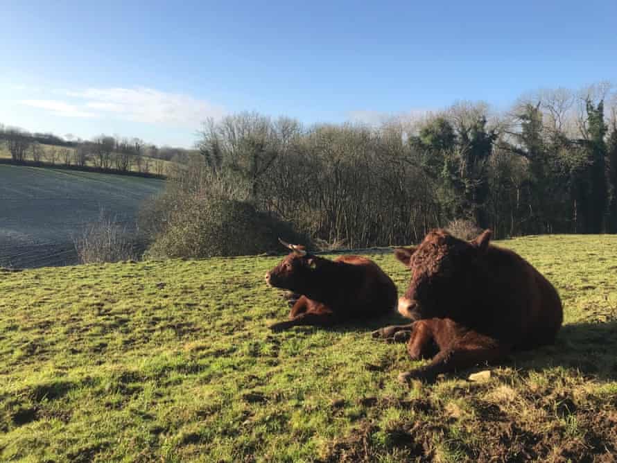 North Devon heifers and cows in Long Dean, the Cotswolds