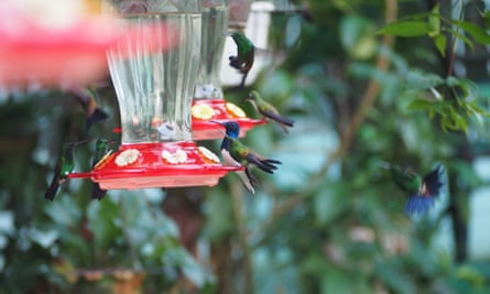 Feeders filled with a sugar-based nectar drink are distributed throughout the garden.
