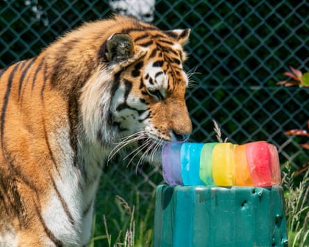 A tiger licking a huge rainbow-coloured ice lolly.