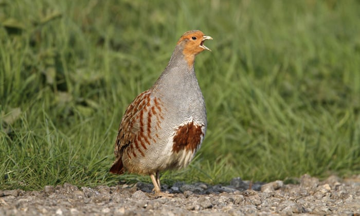 Partridge Namibia Partridge Bird